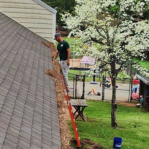 Cleaning Out Pine Needles