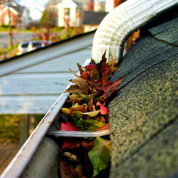 Leaves in a Gutter